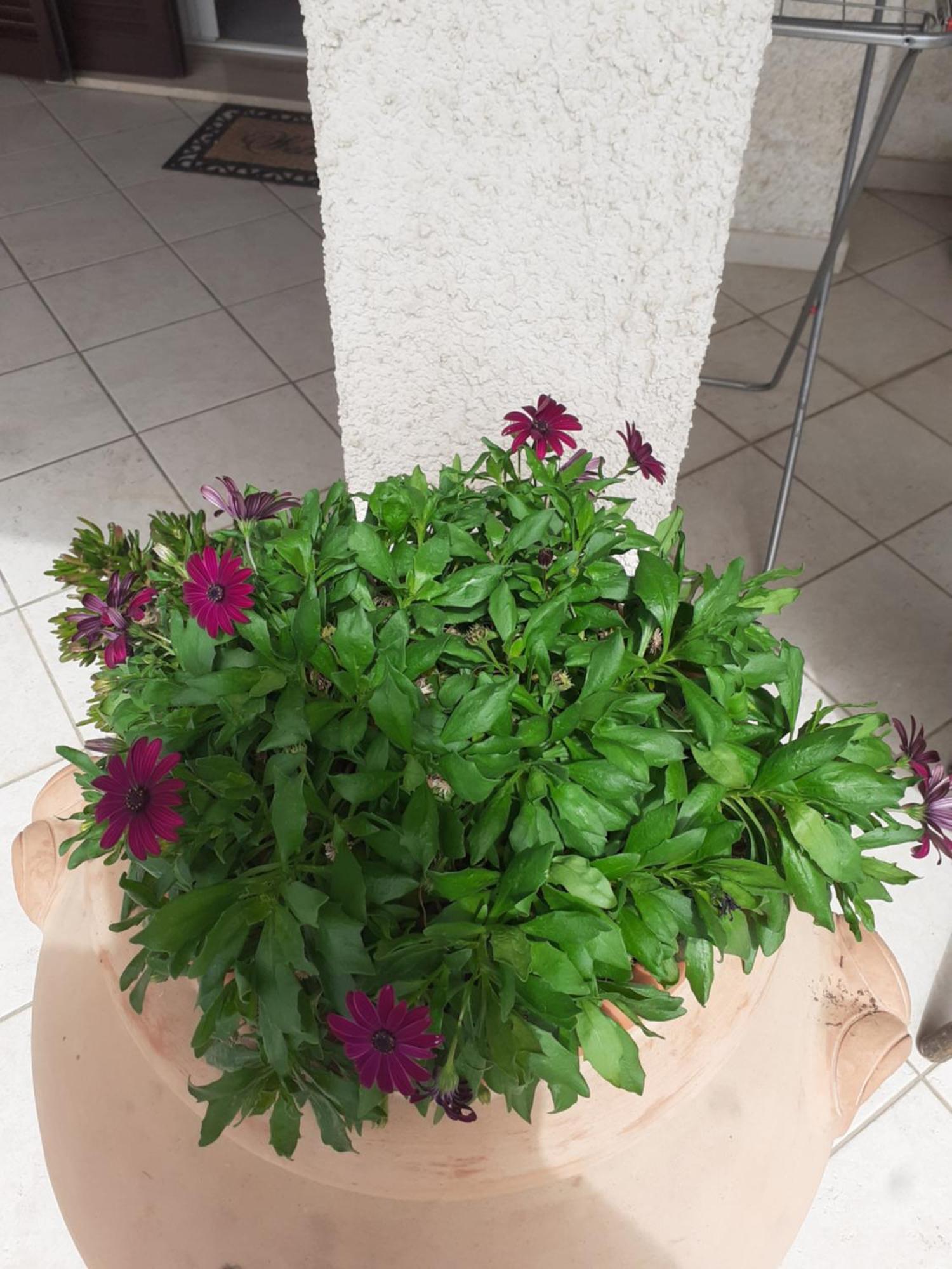 Hotel B&B Rispescia Grosseto Buitenkant foto
